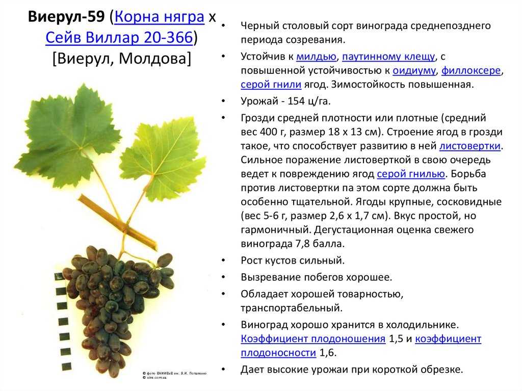 Виноград «кодрянка»: описание, фото, видео и отзывы