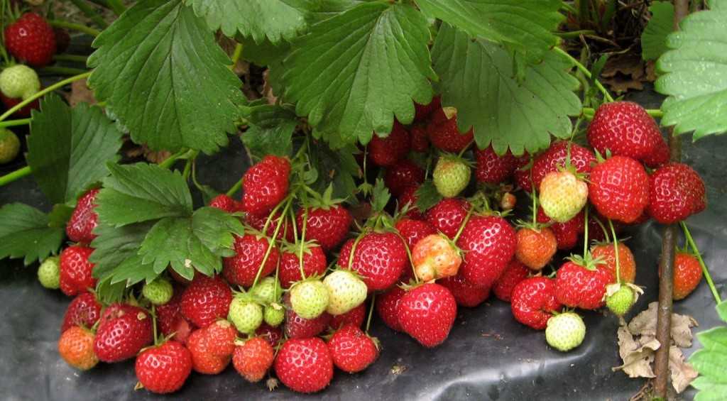 Клубника альба: описание урожайного раннего сорта ягоды