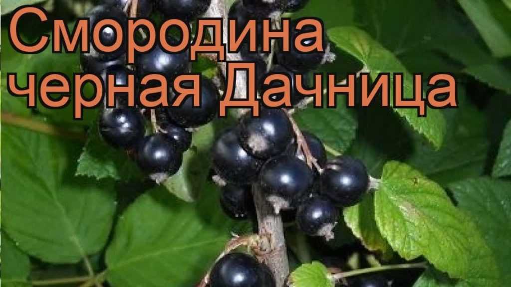 Ранний сорт чёрной смородины дачница: внешний вид, объём куста, описание сорта, фото, отзывы