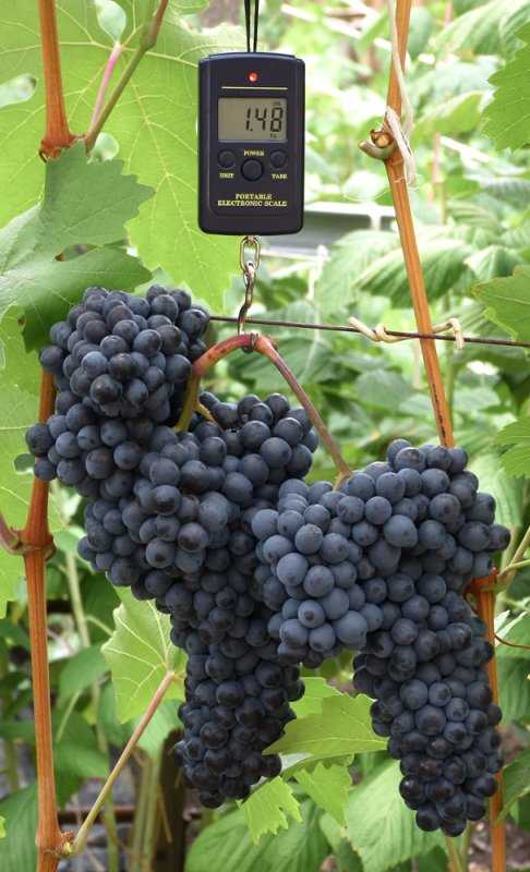 Виноград "красень": описание сорта, фото, отзывы
