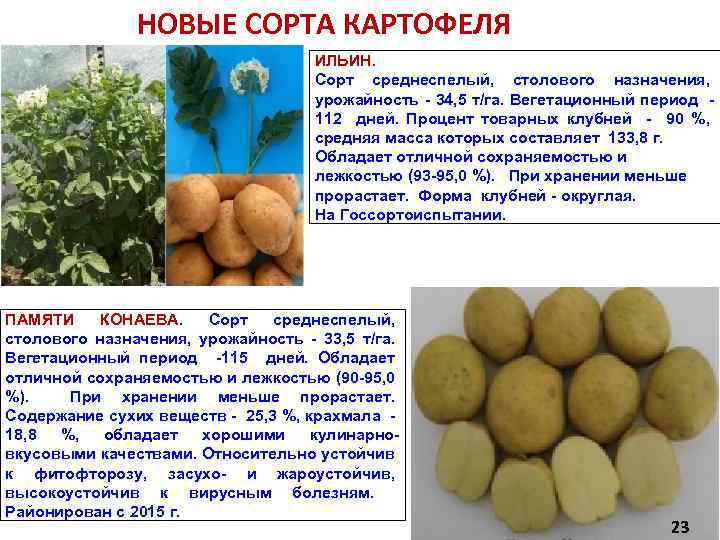 Неприхотливый сорт картофеля «утро раннее»: смогут вырастить даже новички