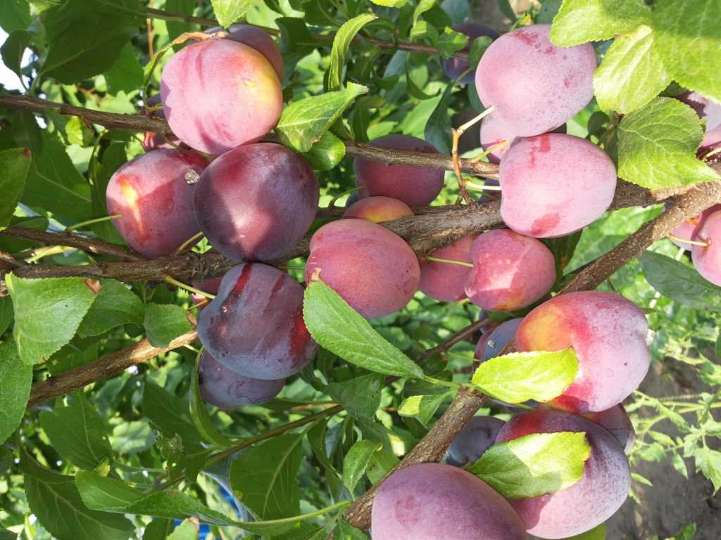 Колоновидные плодовые деревья: сорта, посадка и уход