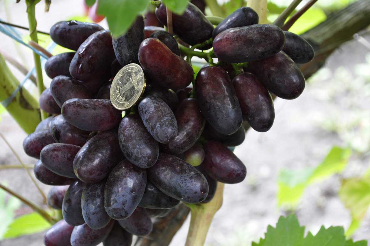 Как ухаживать за виноградом, чтобы получить хороший урожай – сайт о винограде и вине