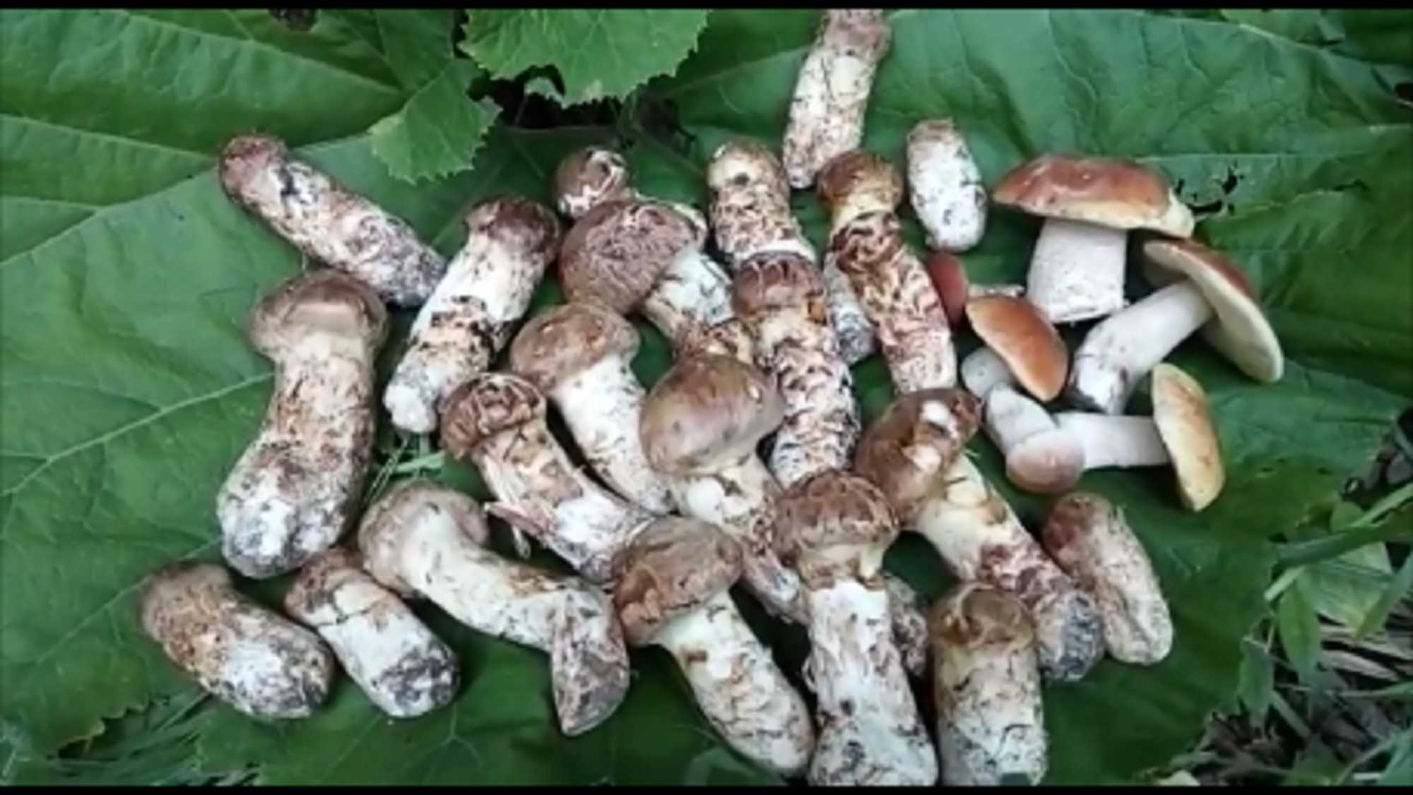 Рядовка обутая: фото и описание гриба, места произрастания