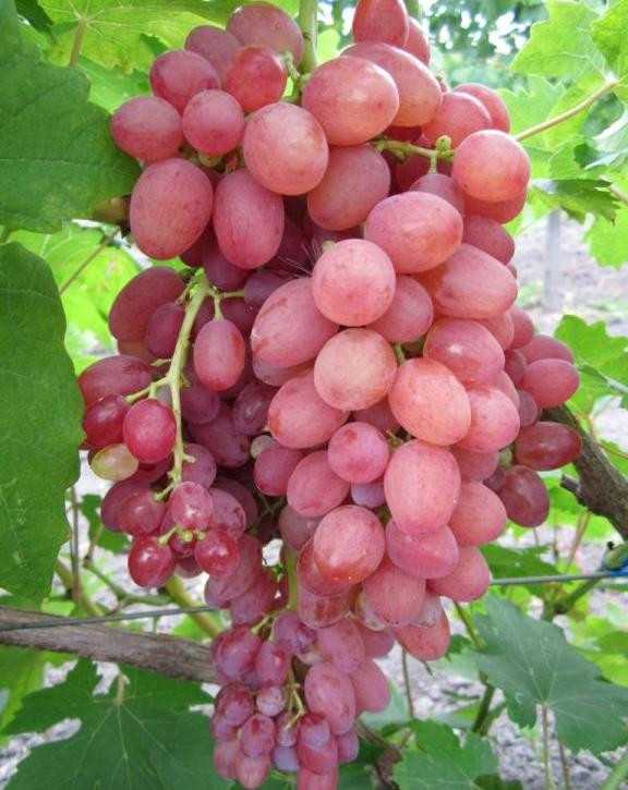 Лучший бескостный виноград «кишмиш лучистый»