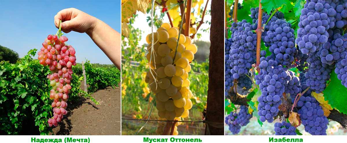 ✅ виноград кишмиш «столетие»: описание сорта, фото, отзывы - tehnoyug.com