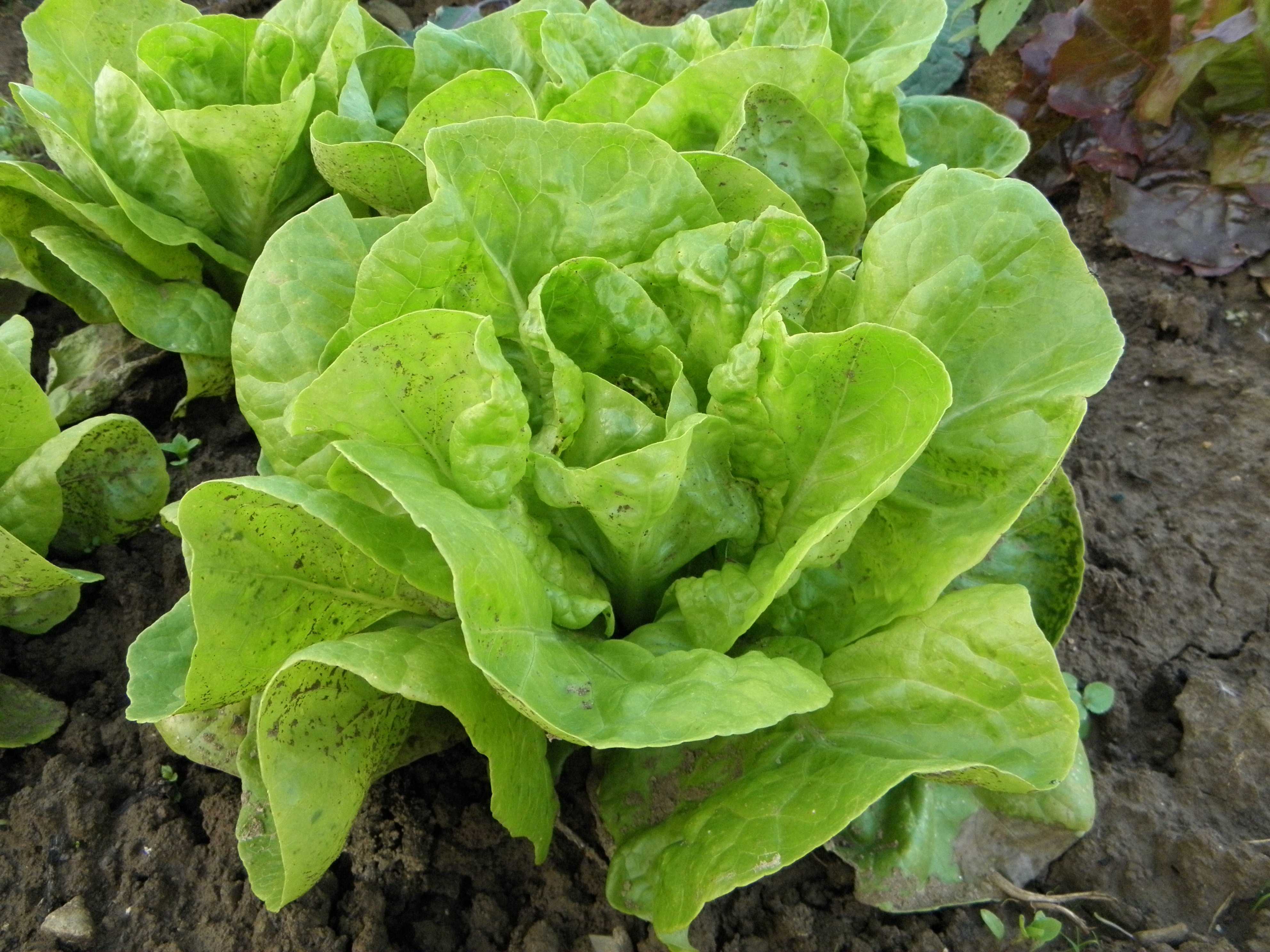 Лучшие сорта салата для сада и огорода