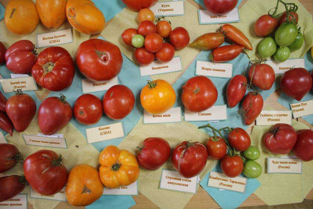 ✅ томат искры пламени отзывы фото урожайность - питомник46.рф