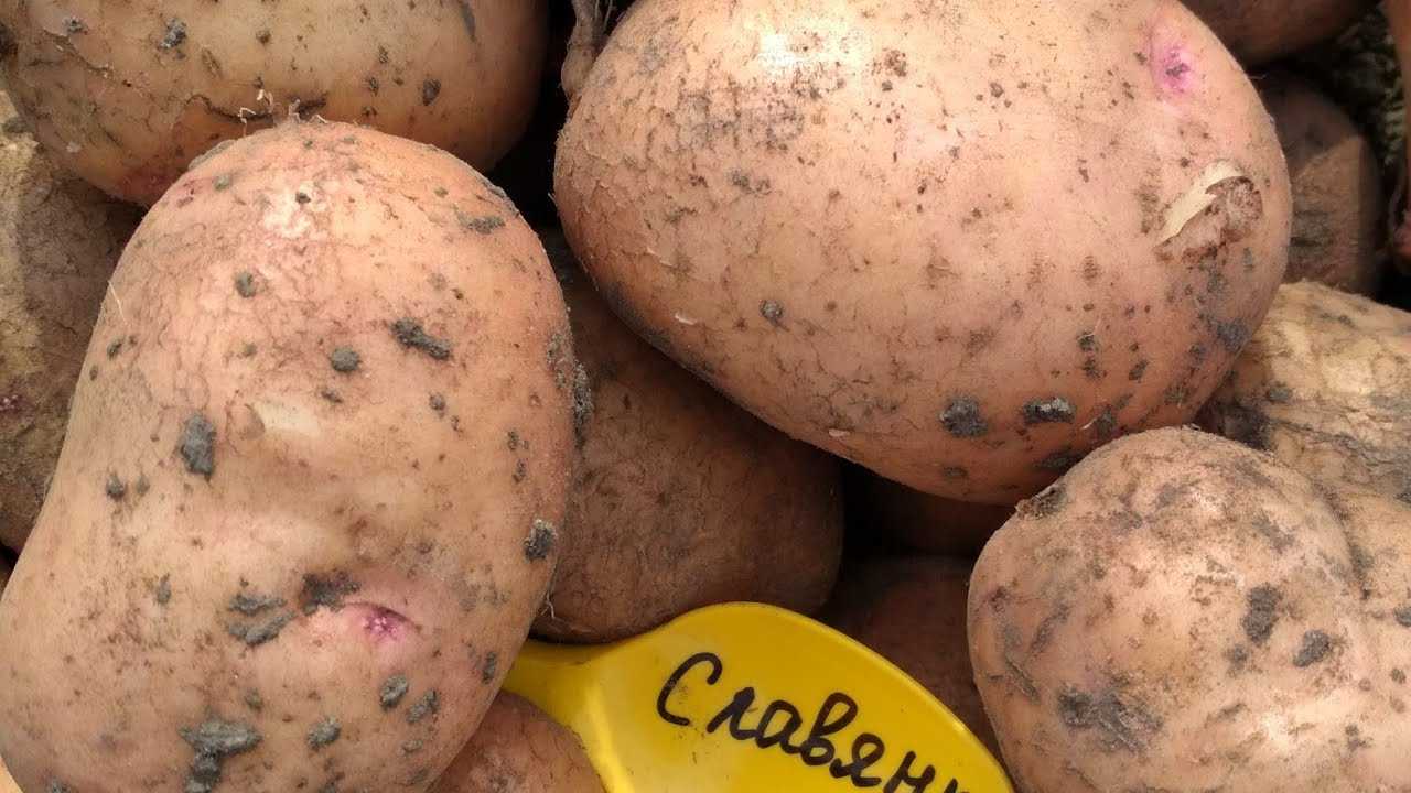 Картофель "славянка": описание сорта, фото, отзывы
