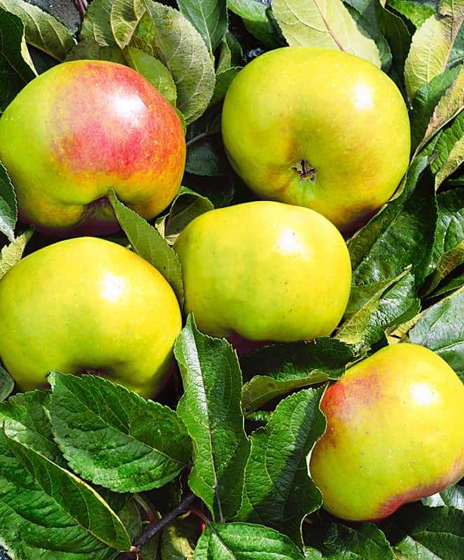 Крупные плоды и неприхотливый нрав: обзор характеристик карликовой яблони чудное
