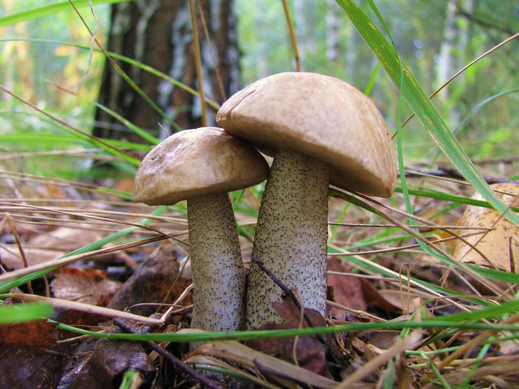 Гриб подберезовик: описание, разновидности, фото гриба в лесу