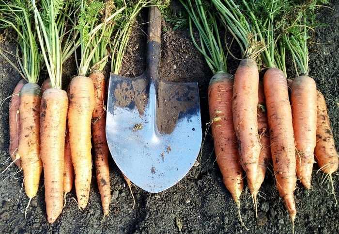 Сорт моркови санькина любовь: описание, фото и отзывы