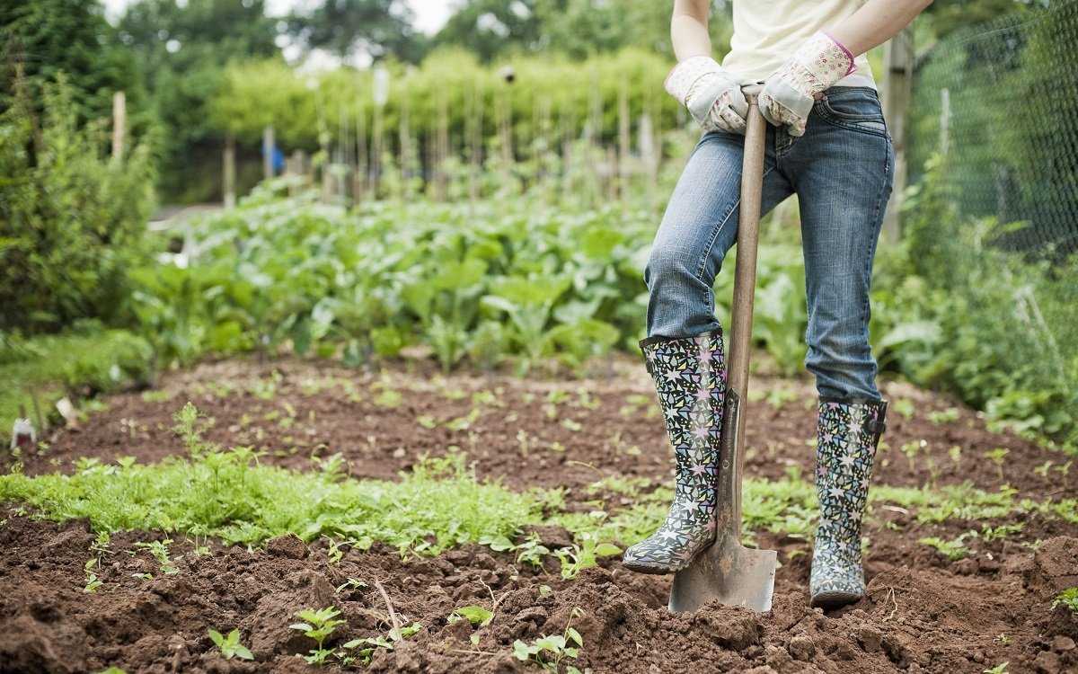 Как правильно копать лопатой землю. как правильно копать в огороде: советы бывалых | зелёный сад