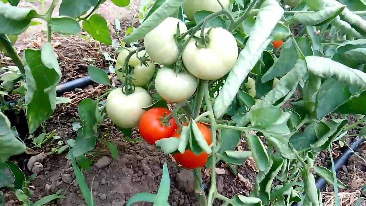 Томат аврора описание сорта