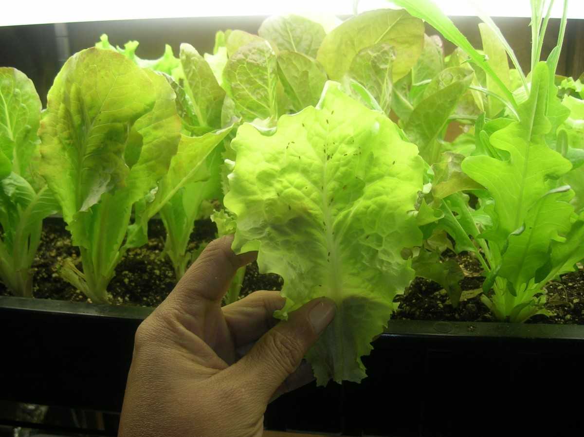 Самые лучшие сорта салата листового для посадки: фото, описание