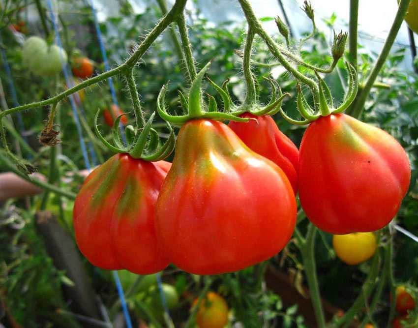 томаты семена трюфель
