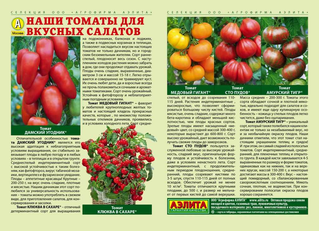 Прекрасный сорт, занимающий лидирующие позиции — томат чибис: описание помидоров
