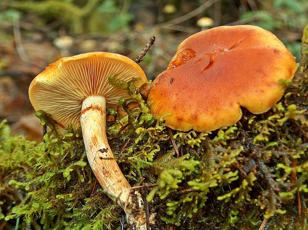 Шампиньон полевой 🍄 (14 видов съедобных грибов), где растет полевой шампиньон