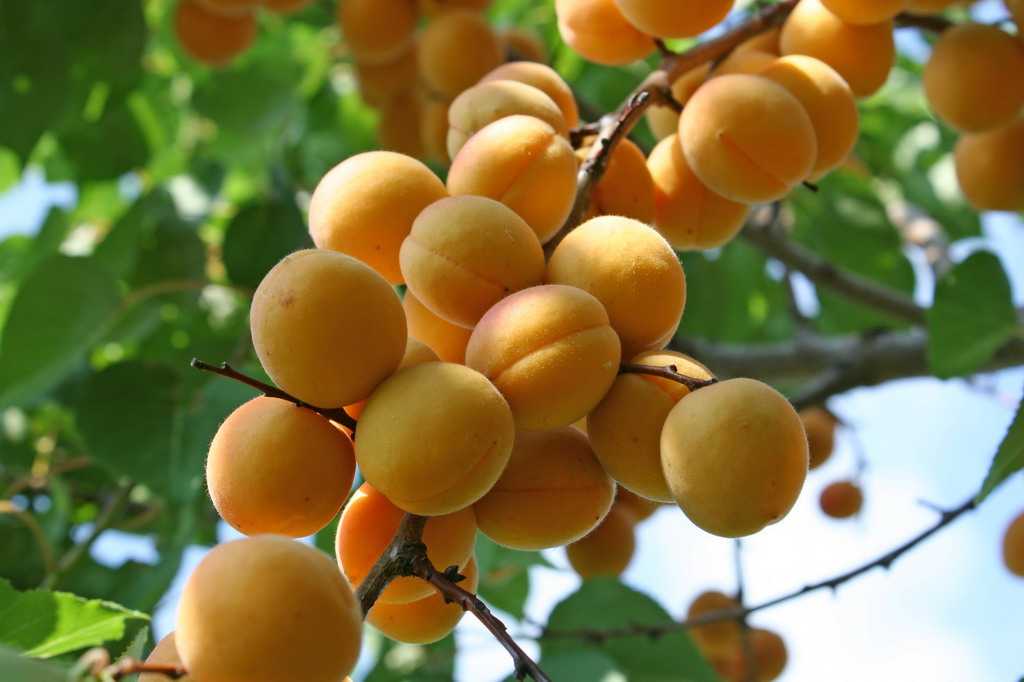 Описание сорта абрикоса царский