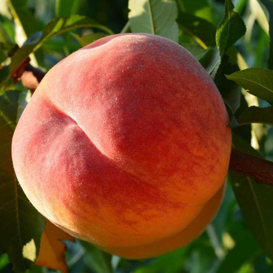 Лучшие сорта персиков с фото, названиями и описанием