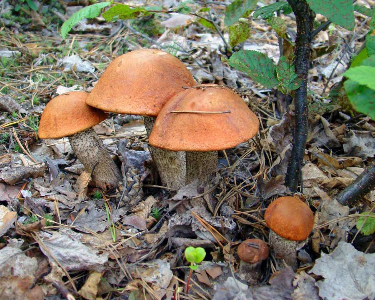 Когда растут грибы в лесу
