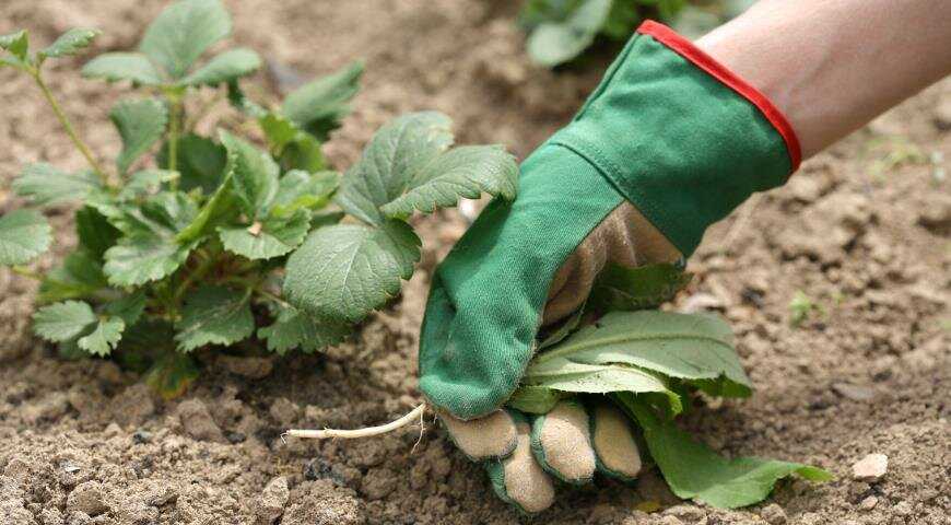 Подкормка клубники осенью, как и чем подкормить после обрезки и сбора урожая - почва.нет
