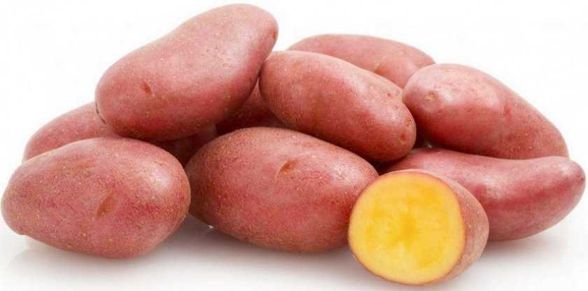 Картофель альвара: характеристика сорта, вкусовые качества, агротехника посадки