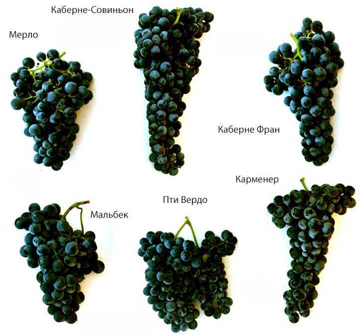 Описание, особенности и технология выращивания винограда сорта алвика
