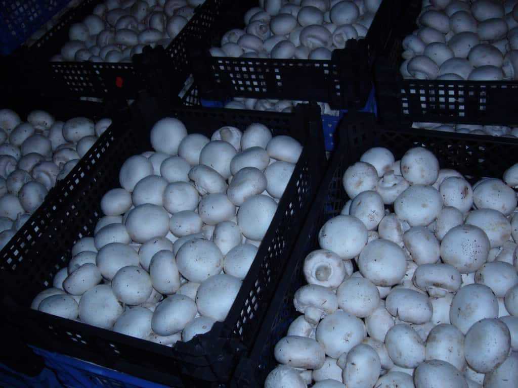 7 рекомендаций для выращивания шампиньонов в домашних условиях — гарантированный урожай грибов