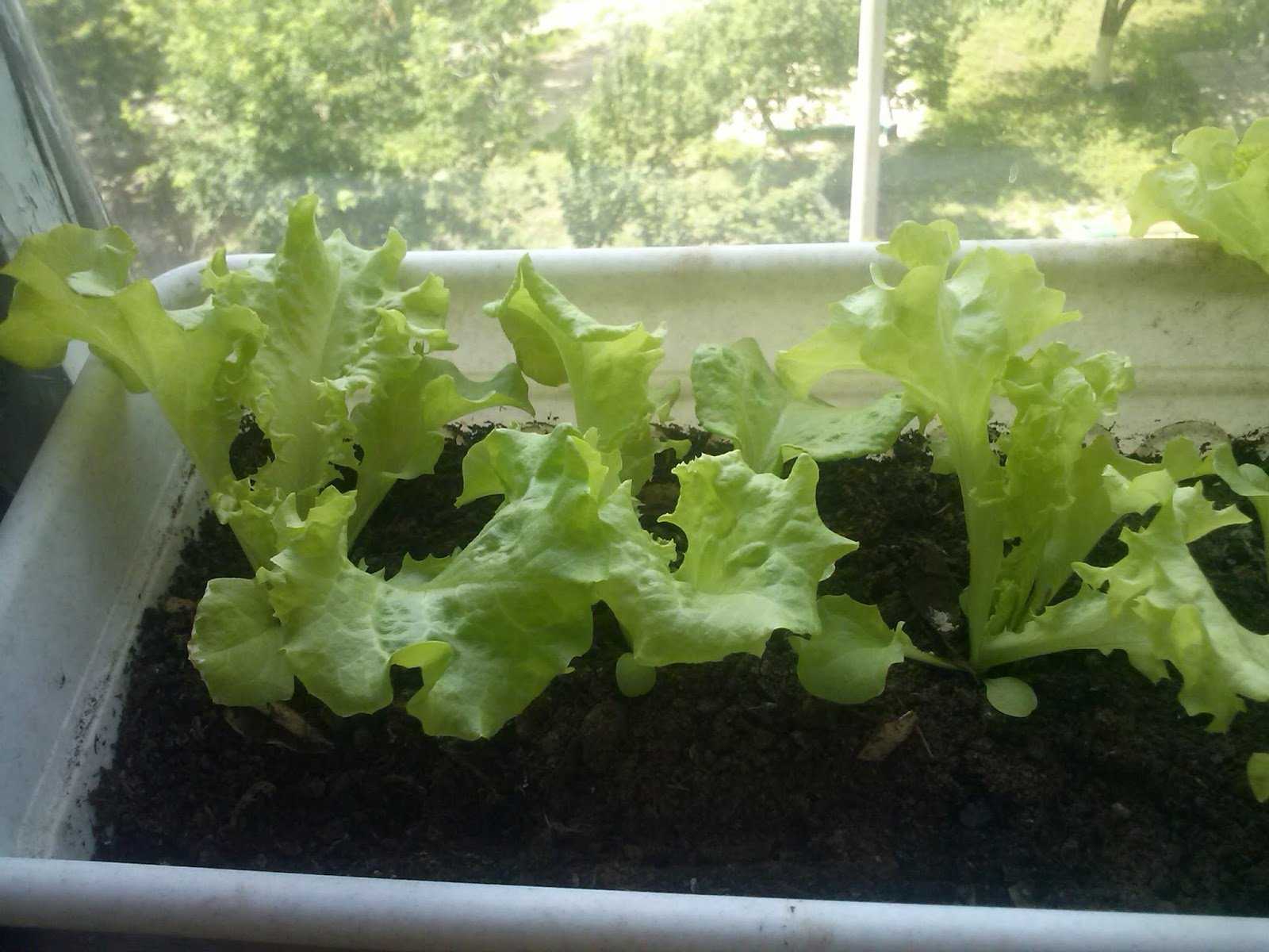 Выращивание салата на подоконнике в домашних условиях с фото посевов