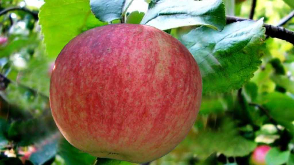 Яблоня конфетное описание сорта фото отзывы садоводов. Яблоня конфетное. Яблоня Беллуно цвет. Сотка на яблоке.