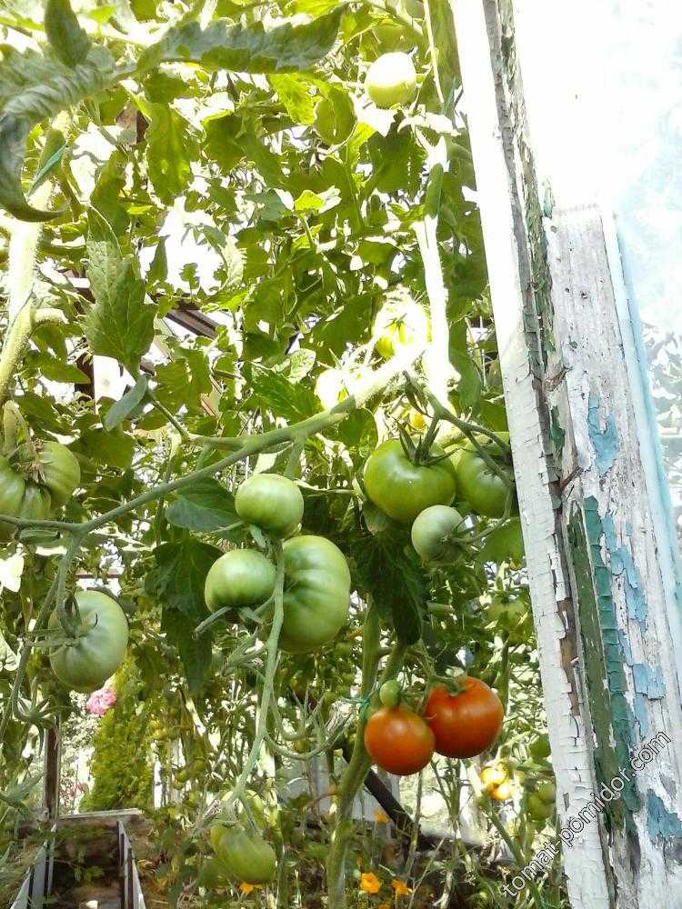 Завоевавший сердца многих огородников — томат кумир: характеристика и описание сорта