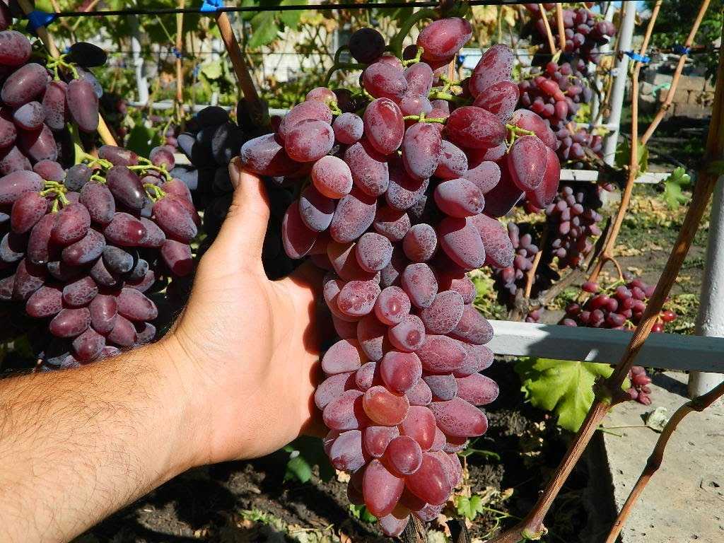 Виноград тимур: описание сорта с характеристикой и отзывами, особенности посадки и выращивания, фото