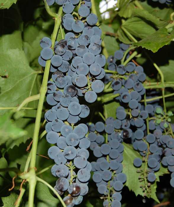 Виноград амурский: посадка, уход, целебные свойства, описание, отзывы
