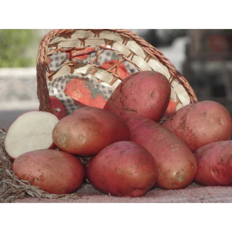 Картофель альвара: история селекции и характеристика сорта, особенности посадки и ухода, фото
