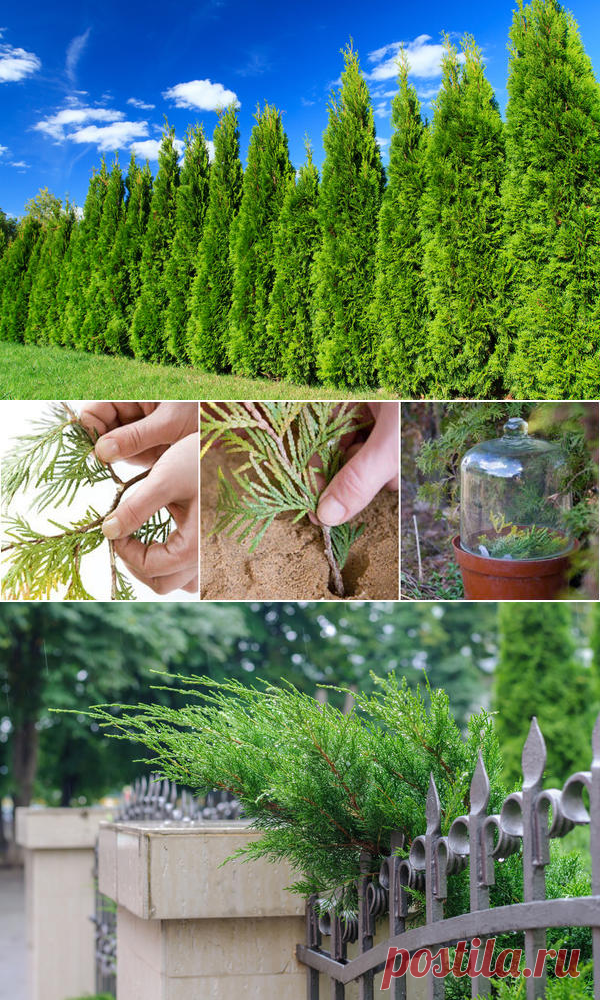 Кипарисовик – вечнозеленое хвойное многолетнее растение