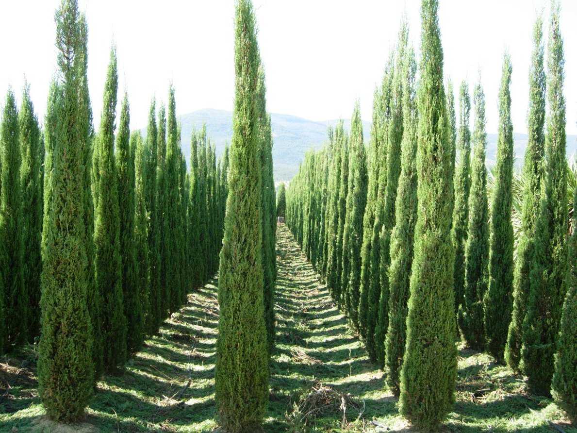 Кипарис вечнозеленый колоновидный