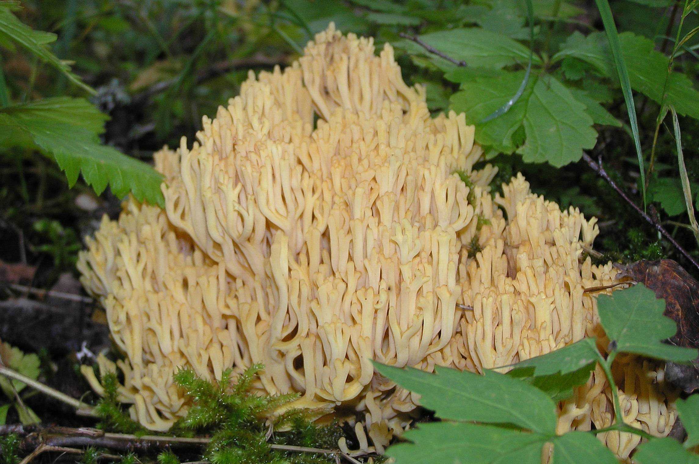 Редчайший вид — гриб оленьи рожки, напоминающий морской коралл!