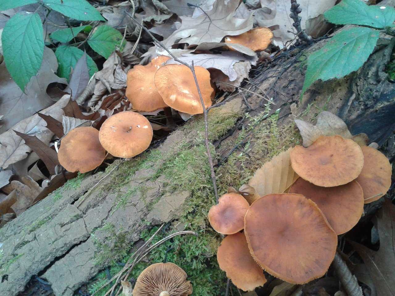 Чешуйчатка тополёвая (hemipholiota populnea) – грибы сибири