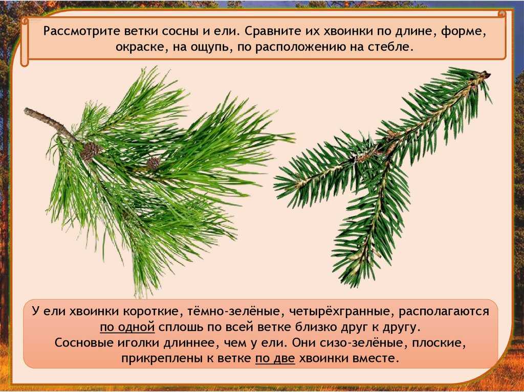 Где находится хвойный. Ель и сосна отличия хвоинок. Расположение хвоинок у сосны. Расположение хвоинок у сосны обыкновенной. Ветки ели и сосны.