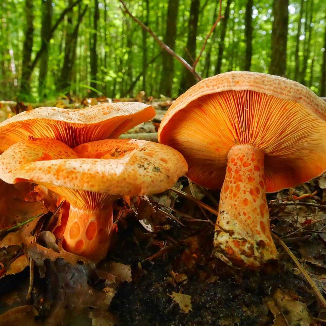 Покажи рыжика. Млечник Рыжик гриб. Рыжик Сосновый/Боровой (Lactarius deliciosus);. Царский гриб Рыжик. Рыжики пластинчатые грибы.