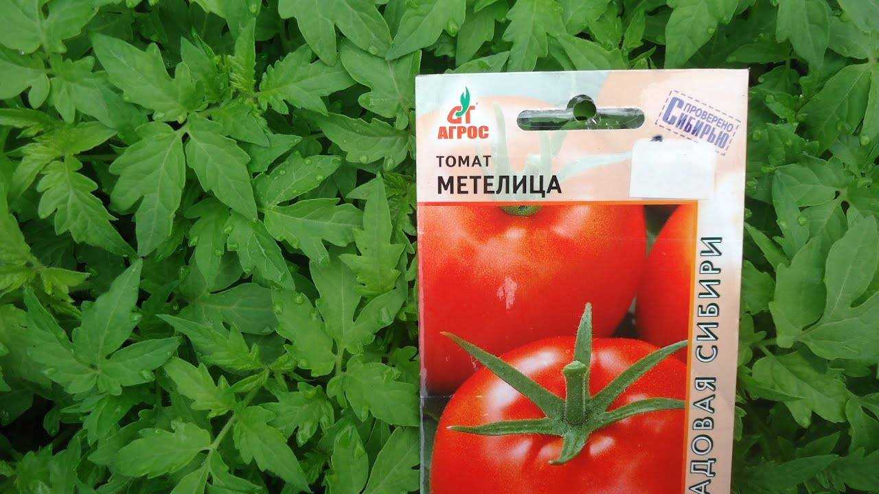 Как посадить и вырастить томат «таймыр»
