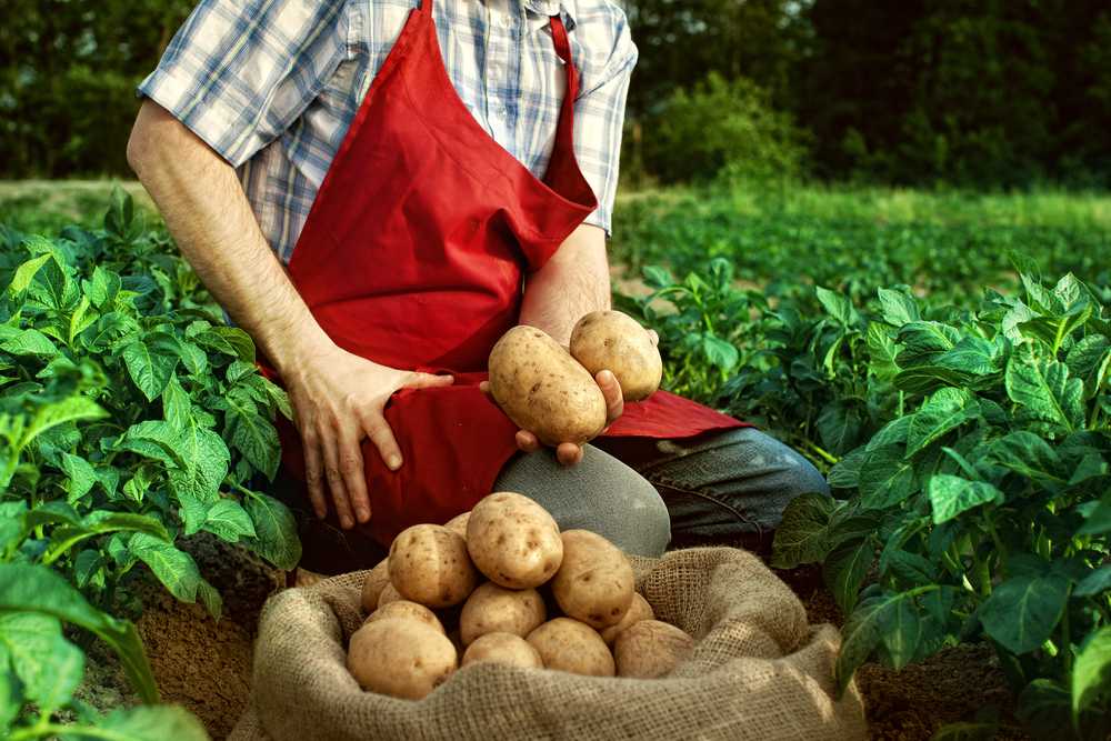 Время собирать картофель. Плантация картофеля. Урожай картофеля. Огромный урожай картошки. Сбор урожая картофеля.