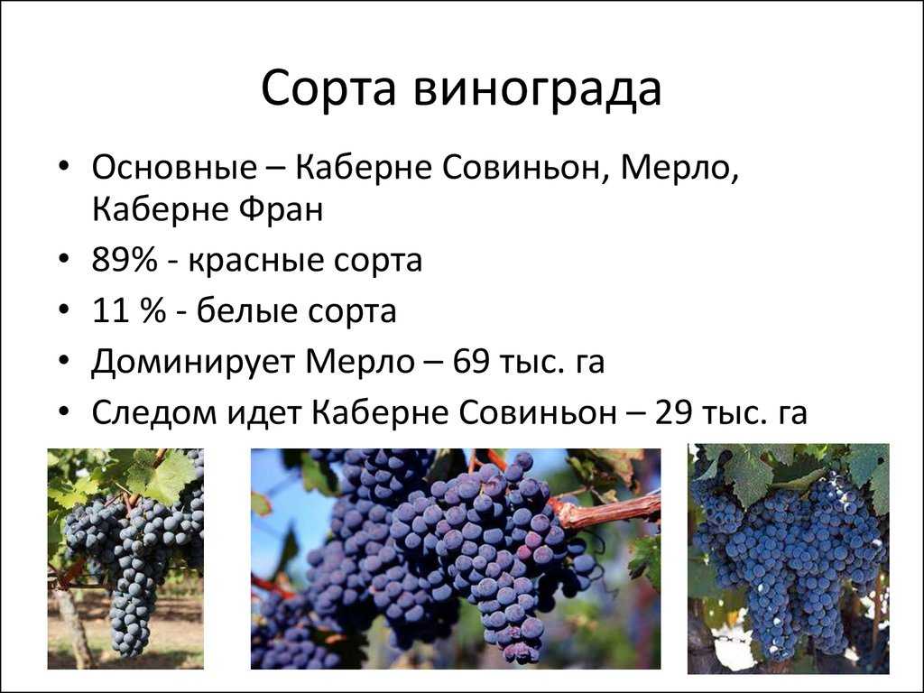 Виноград каберне совиньон - подробное описание сорта с фото; использование в кулинарии