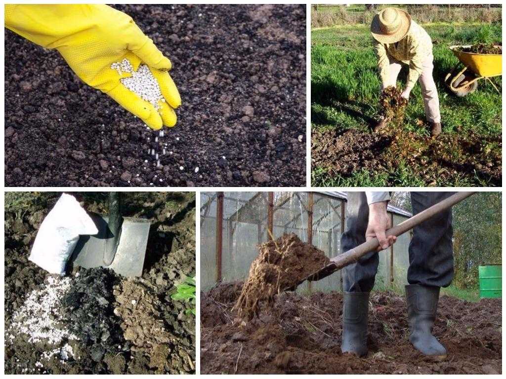 Огород для лентяя, который не копают: 2 проверенных способа не копать огород — создание, полив высадка рассады в грядки для ленивых