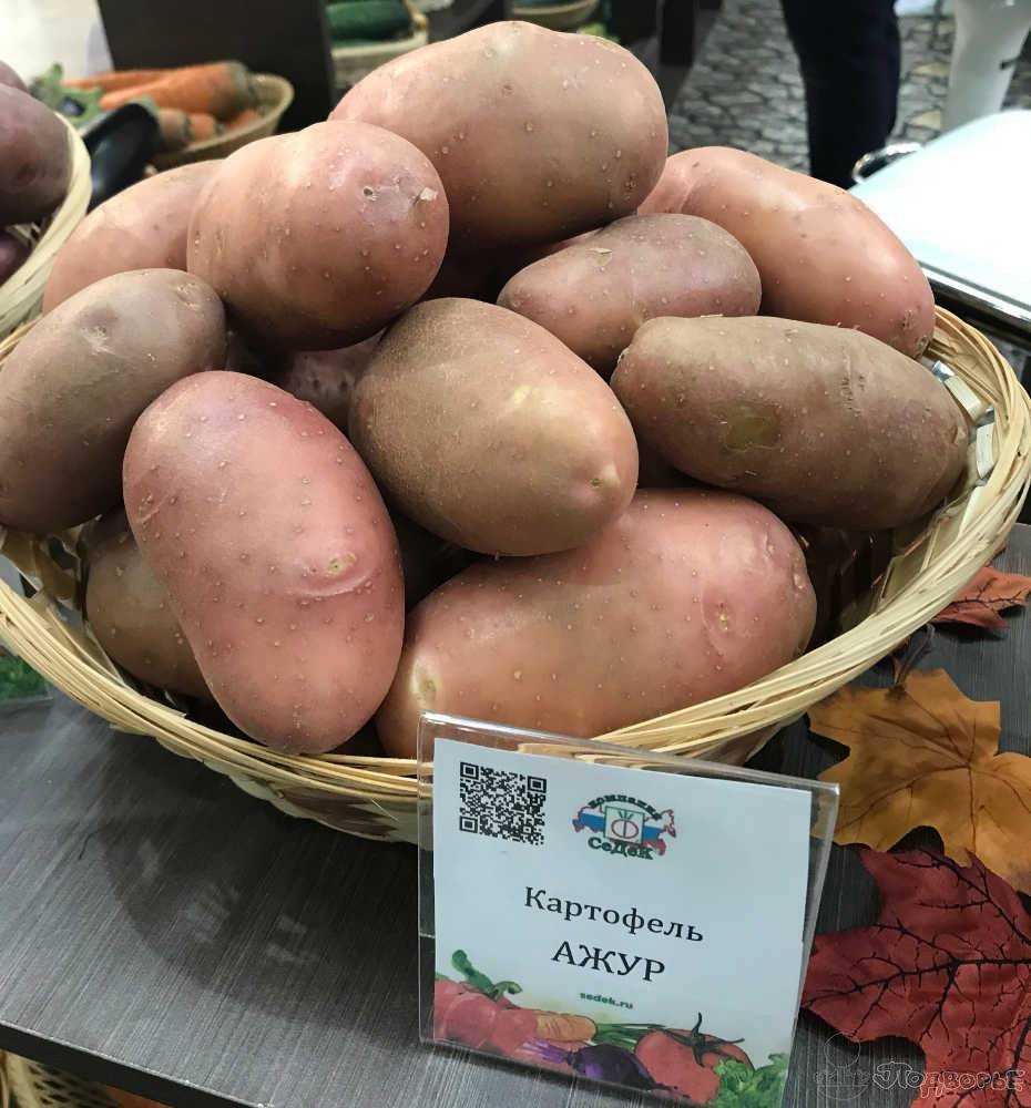 Характеристика сорта картофеля венета — фото и описание
