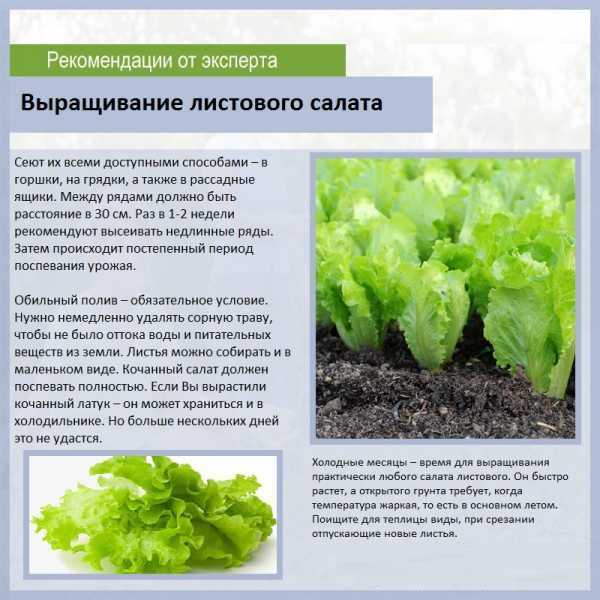 Кресс-салат: польза, возможный вред и рекомендации по его употреблению