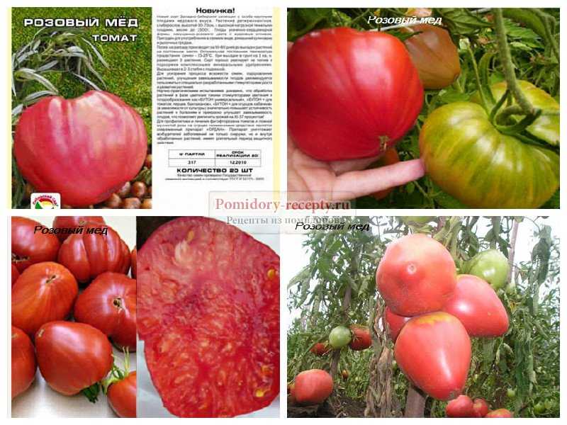 Сенсей — томат сибирской селекции с красивыми и крупными плодами