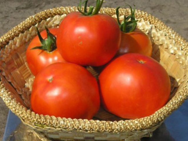 Описание томата гравитет и выращивание в домашних условиях