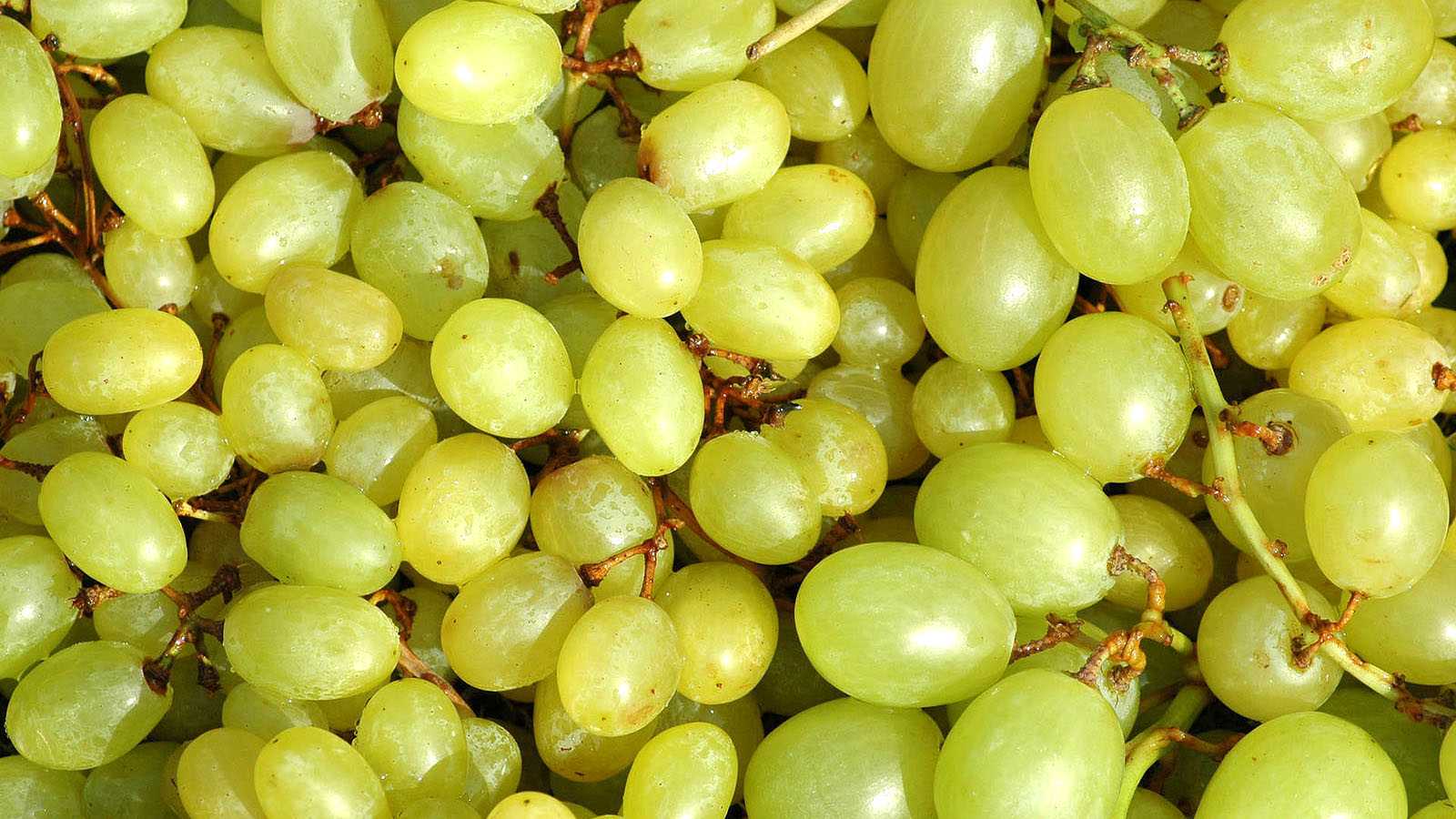 Популярный у садоводов столовый сорт винограда — «кеша»
